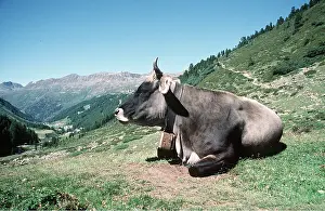 Austrian: ALPINE CATTLE