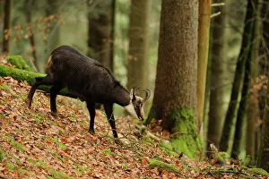 Yves Bilat: Alpine Chamois