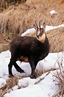 Giacomo Radi: Alpine Chamois