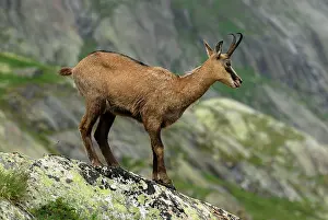 Gamse: Alpine Chamois Gamse