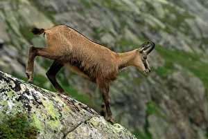 Gamse: Alpine Chamois Gamse