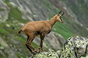 Gamse: Alpine Chamois Gamse