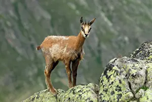 Gamse: Alpine Chamois Gamse