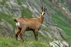 Gamse: Alpine Chamois Gamse