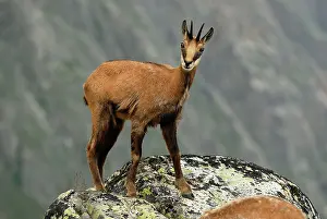 Gamse: Alpine Chamois Gamse