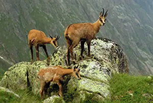 Gamse: Alpine Chamois Gamse