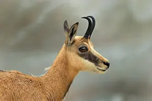 Gamse: Alpine Chamois Gamse