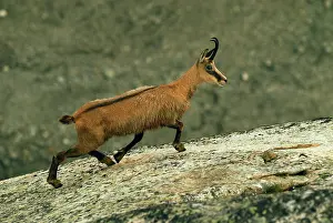 Gamse: Alpine Chamois Gamse