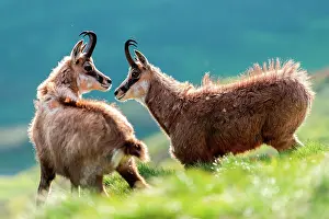 Slovakia: Alpine Chamois (Rupicapra rupicapra) in grass in