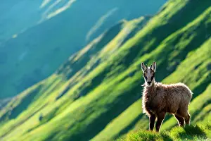 Slovakia: Alpine Chamois (Rupicapra rupicapra) in grass in