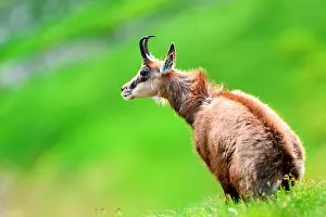 Slovakia: Alpine Chamois (Rupicapra rupicapra) in grass in