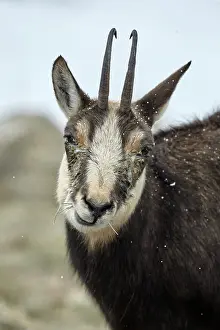 Rupicapra: Alpine chamois (Rupicapra rupicapra) with keratoconjunctivit