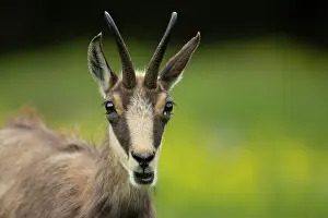 Rupicapra: Alpine Chamois (Rupicapra rupicapra) portrait, Swiss