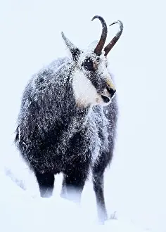 Slovakia: Alpine Chamois (Rupicapra rupicapra) in the snow