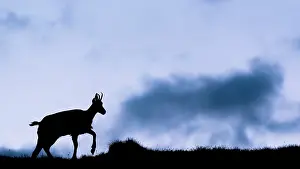 Slovakia: Alpine Chamois (Rupicapra rupicapra) at sunrise