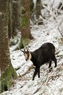 Yves Bilat: Alpine Chamois - in snow covered woods