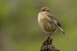 Michele Menegon: Alpine Chat - Harenna forest