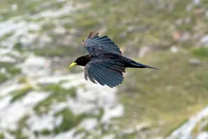 Chough: Alpine Chough