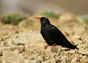Chough: Alpine Chough
