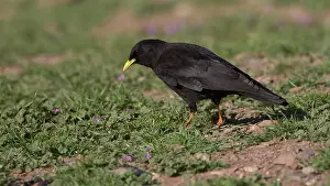 Enviroment: Alpine chough