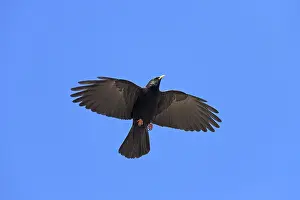Chough: Alpine Chough adult bird in flight