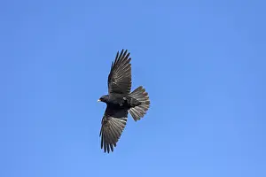 Chough: Alpine Chough adult bird in flight