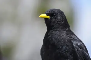 Corvid: Alpine chough, adult bird, portrait, July, Wendelstein