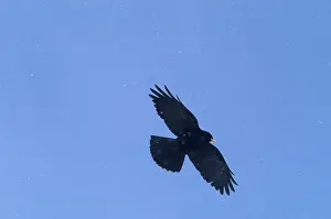 Chough: Alpine Chough, in falling snow
