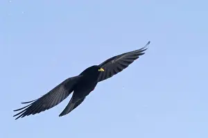 Chough: Alpine Chough, in falling snow