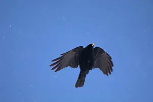 Chough: Alpine Chough, in falling snow