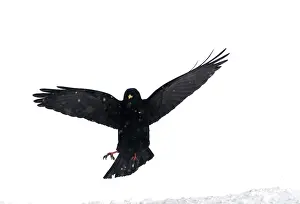 Chough: Alpine Chough, in falling snow