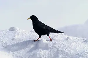 Chough: Alpine Chough, in falling snow