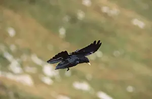 Chough: ALPINE CHOUGH - IN FLIGHT