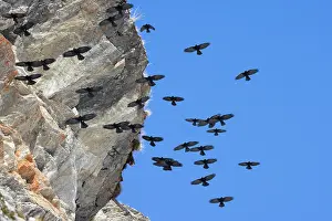 Crow: Alpine Chough flight