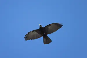 Crow: Alpine Chough flight