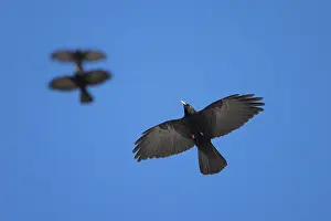 Crow: Alpine Chough flight