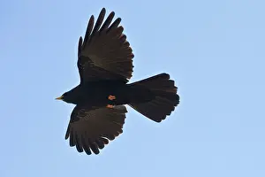 Soaring: Alpine Chough - in flight in autumn