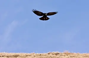 Soaring: Alpine Chough - in flight in autumn