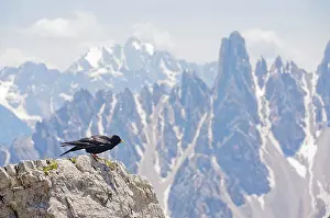 Chough: Alpine Chough - among high peaks in the Dolomites