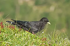 Chough: Alpine Chough in mountain meadow