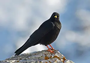 Dolomite: Alpine Chough - perched on dolomite rock in autumn