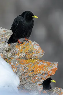 Corvid: Alpine chough (Pyrrhocorax graculus), on a lichen-covered
