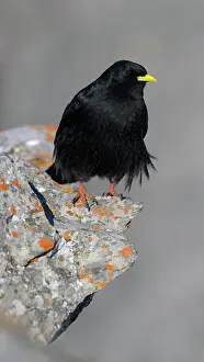 Corvid: Alpine chough (Pyrrhocorax graculus), on a lichen-covered
