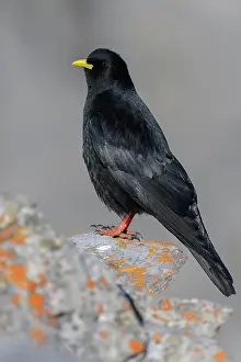 Corvid: Alpine chough (Pyrrhocorax graculus), on a lichen-covered