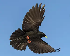 Corvid: Alpine chough (Pyrrhocorax graculus), blue sky in