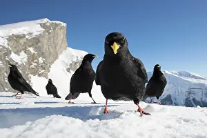 Chough: Alpine Chough (Pyrrhocorax graculus) on snow, Alps