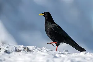 Chough: Alpine Chough (Pyrrhocorax graculus) walks in the