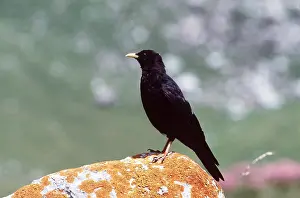 Chough: ALPINE CHOUGH - on rock
