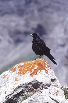 Chough: ALPINE CHOUGH - ON ROCK