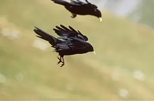 Chough: ALPINE CHOUGH - two, if flight